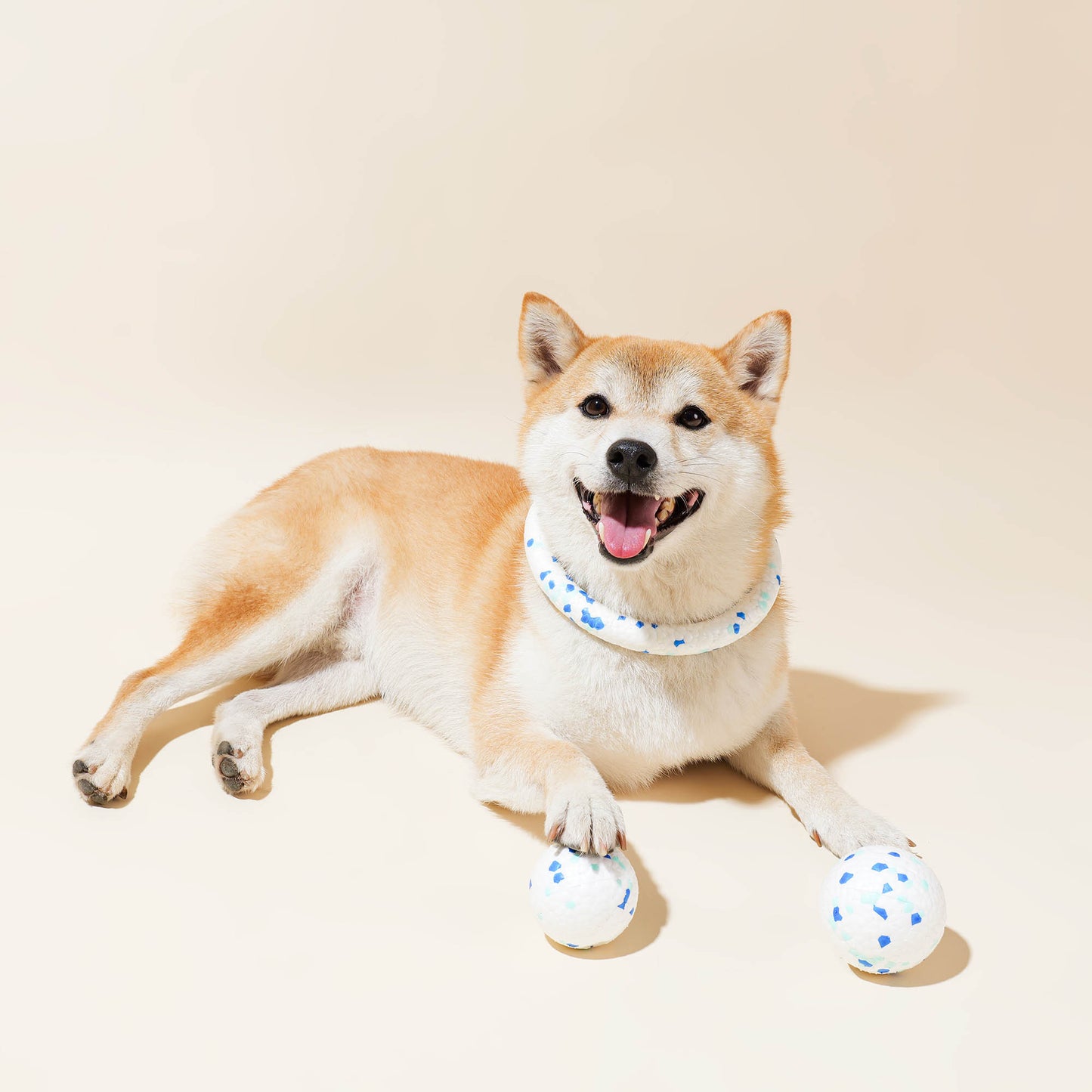 Shiba Inu playing with blue and white play ring and balls, enjoying fetch time.