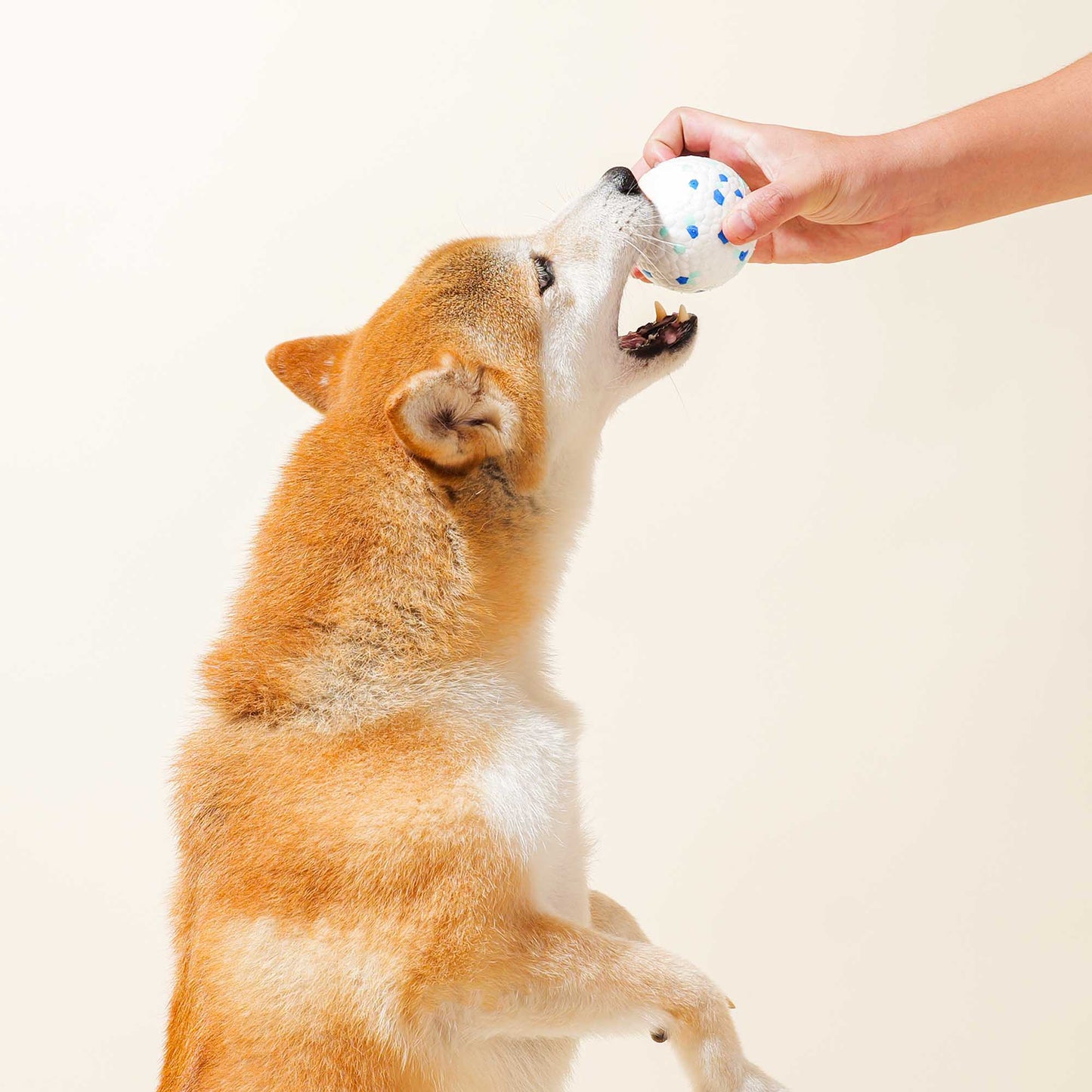 Shiba Inu eagerly reaching for a colorful ball during playtime.