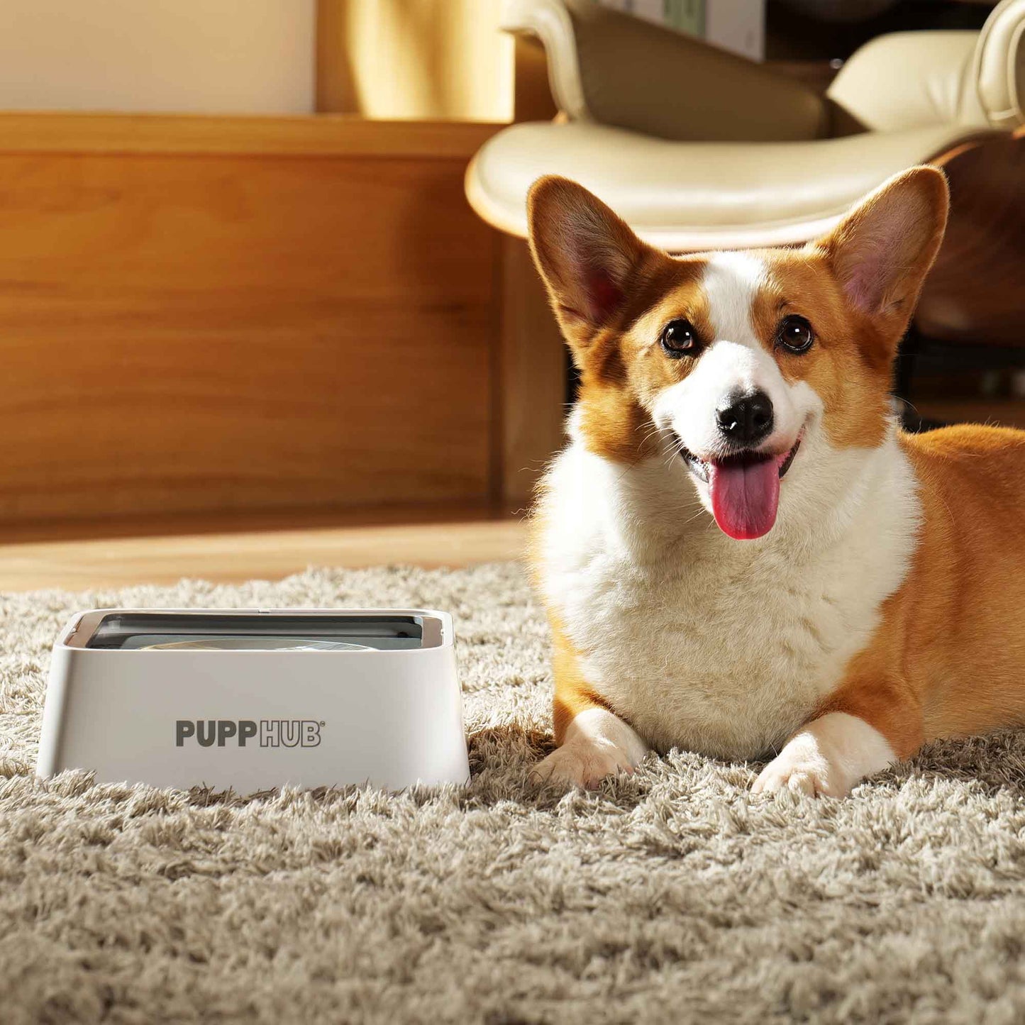 Corgi resting beside PuppHub Anti Splash Dog Bowl on a cozy carpet.