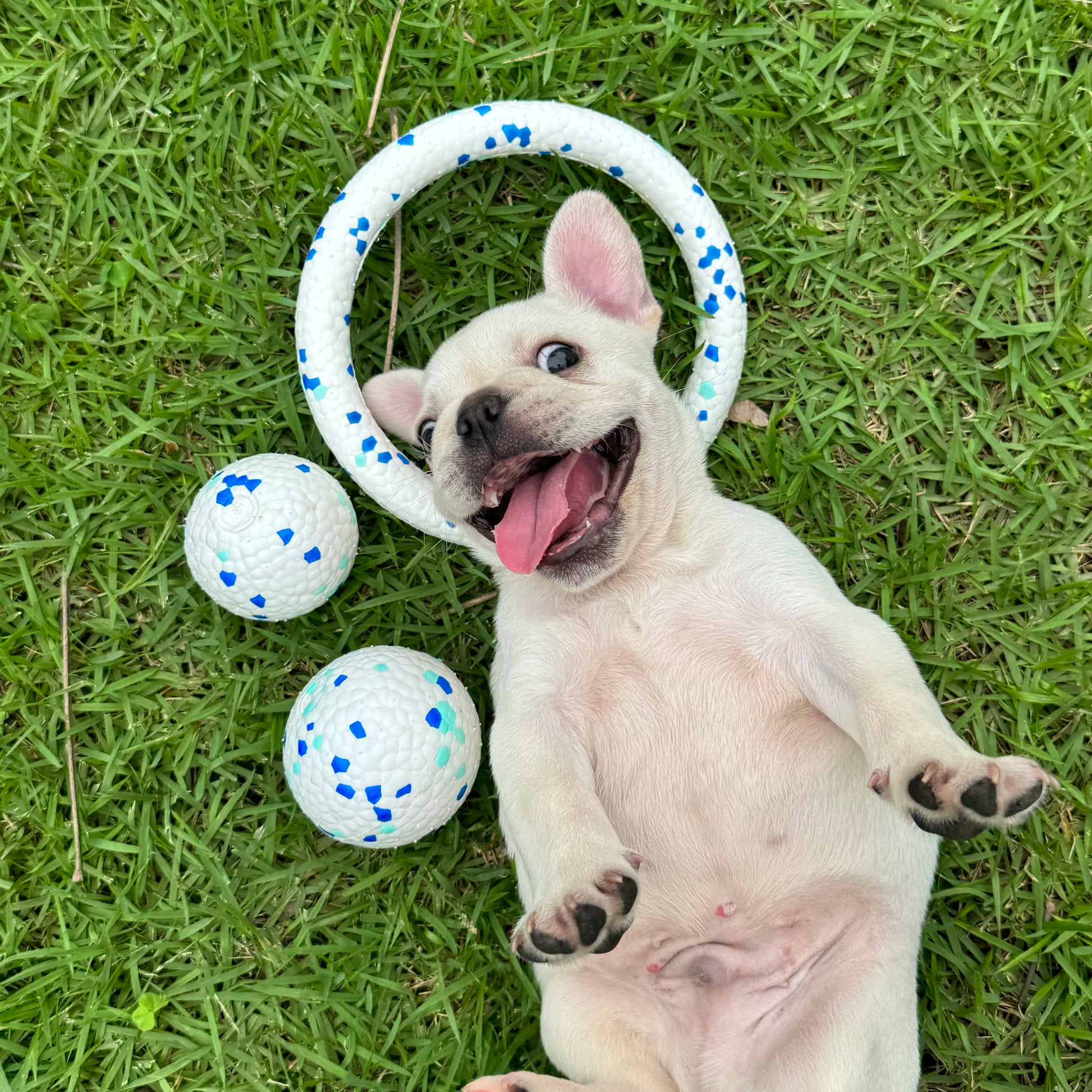 Happy puppy playing with blue and white ring and balls on grass.