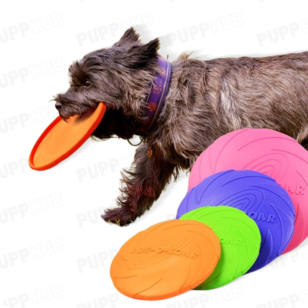 Dog playing with Rubber Pupp Frisbee in bright colors