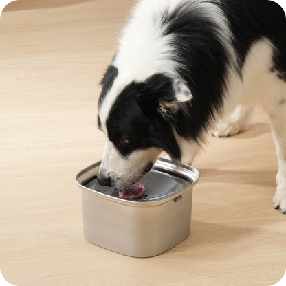 Dog enjoying water from stainless steel Zero Splash bowl with floating plate.