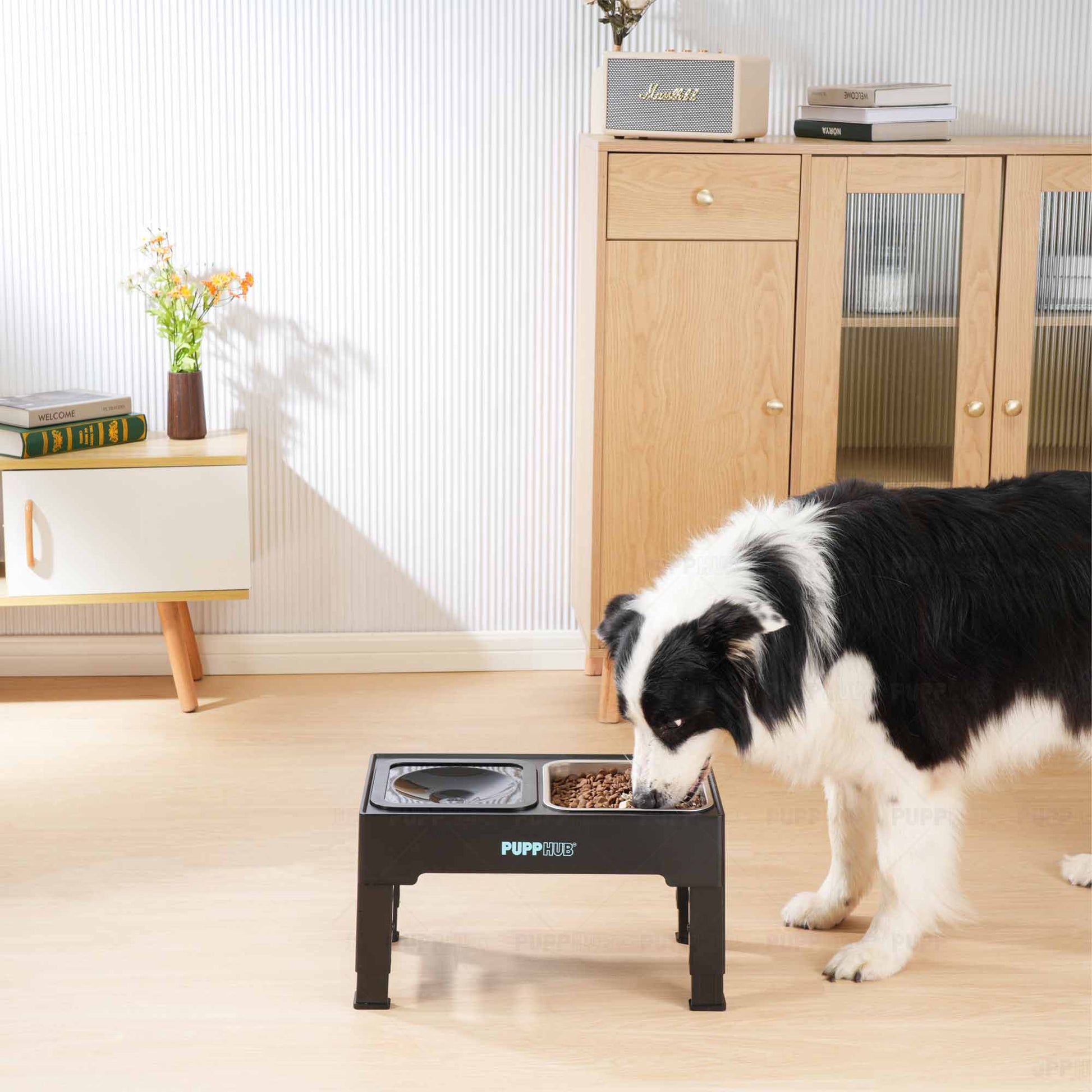 Dog enjoying food from the elevated Zero Splash Ultimate pet bowl.