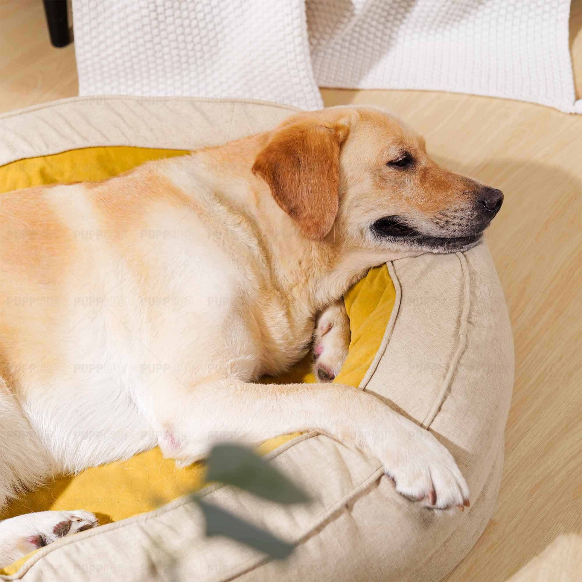 Labrador resting in plush beige dog bed with yellow lining for pet comfort