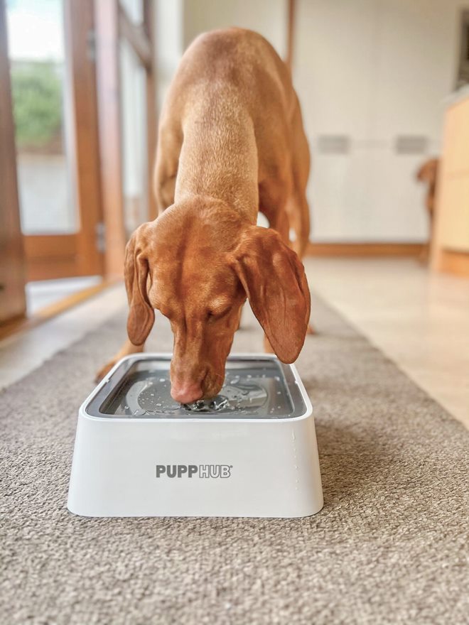 Vizsla drinking from PuppHub Anti Splash Dog Bowl on a gray carpet.