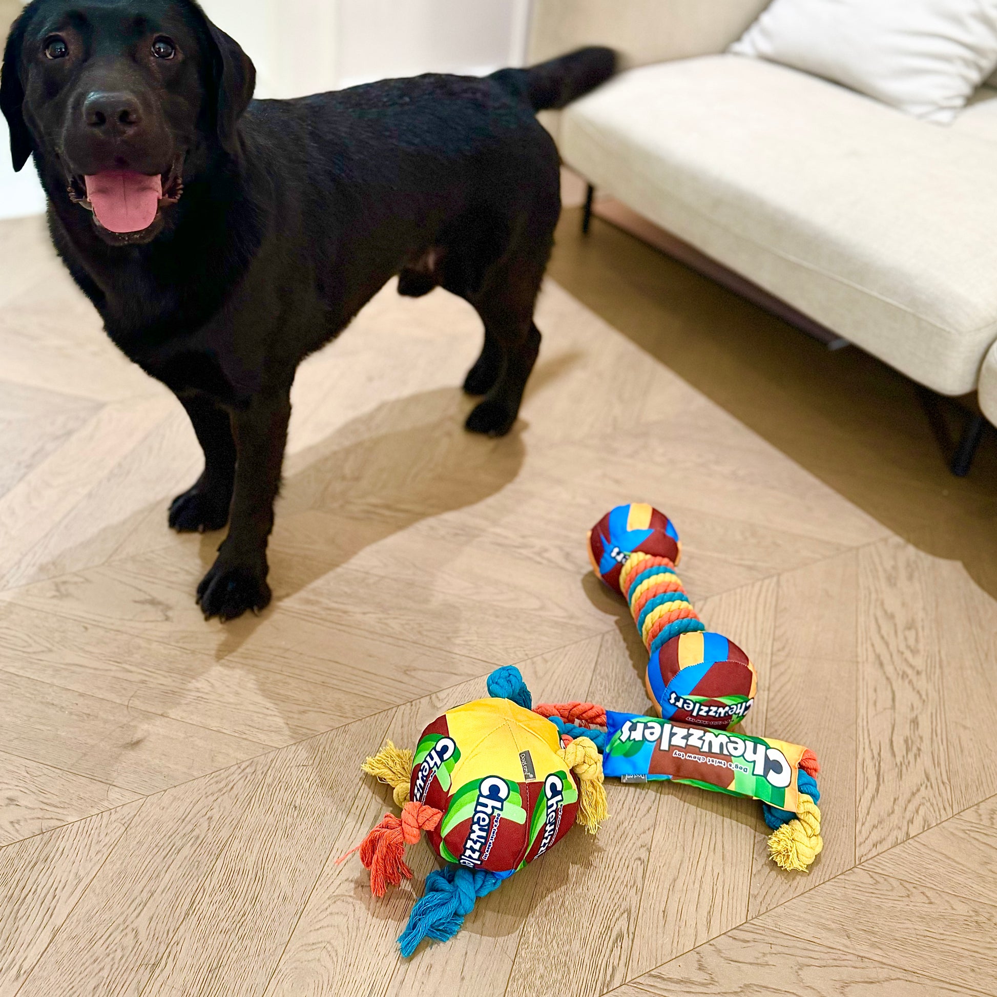 Labrador with PuppHub Chewzzlers 3-in-1 Dog Toy set on wooden floor