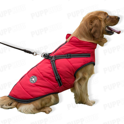 Red winter dog jacket with built-in harness on a golden retriever