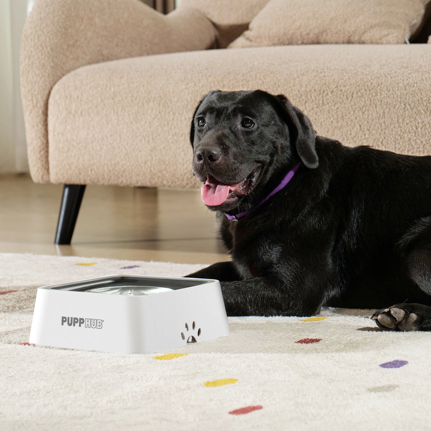 Black dog happily enjoying water from PuppHub Anti Splash Dog Bowl on a carpet.