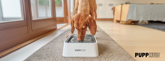 Labrador retriever drinking water from a plastic dog bowl