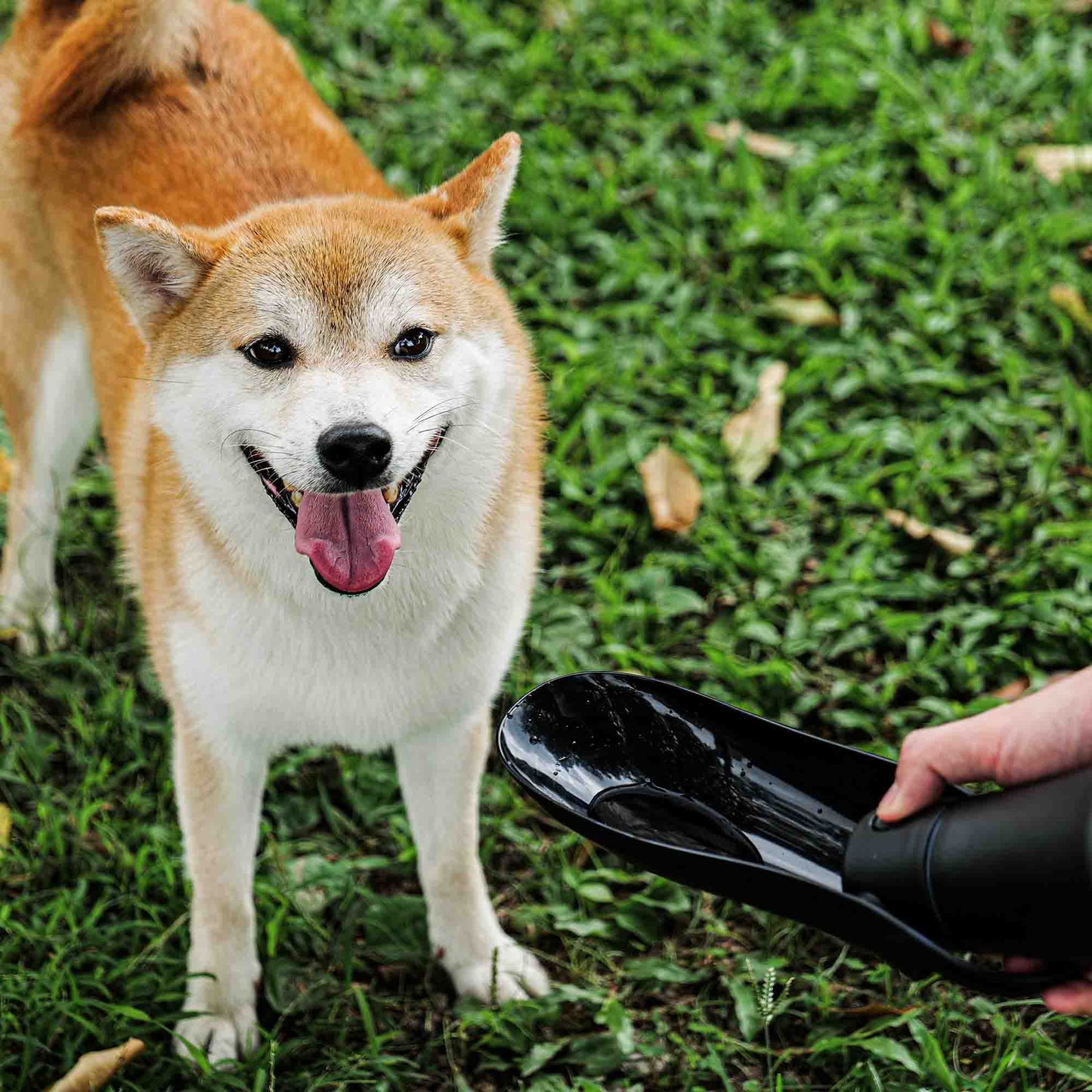 Shiba Inu happily drinking from a portable dog water bottle in grassy area.