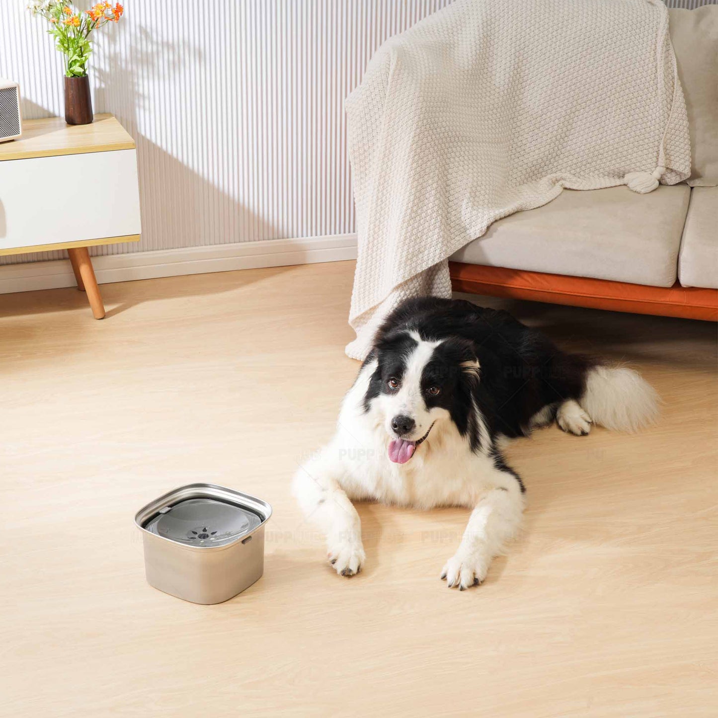 Border Collie resting by the Zero Splash stainless steel dog bowl.