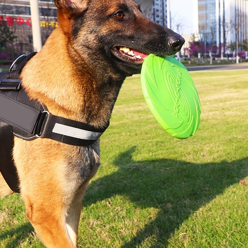 Belgian Malinois dog with green Rubber Pupp Frisbee in mouth, ready for fetch.