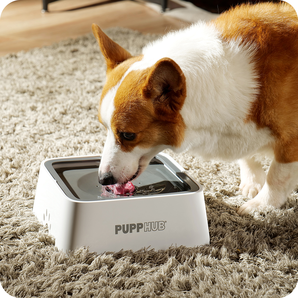 Corgi drinking from PuppHub Anti Splash Dog Bowl, designed for mess-free hydration.