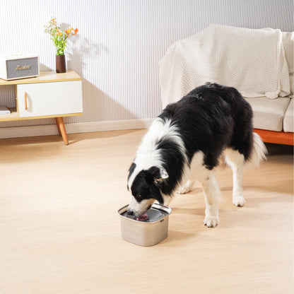 Border Collie drinking from Zero Splash stainless steel dog bowl indoors.