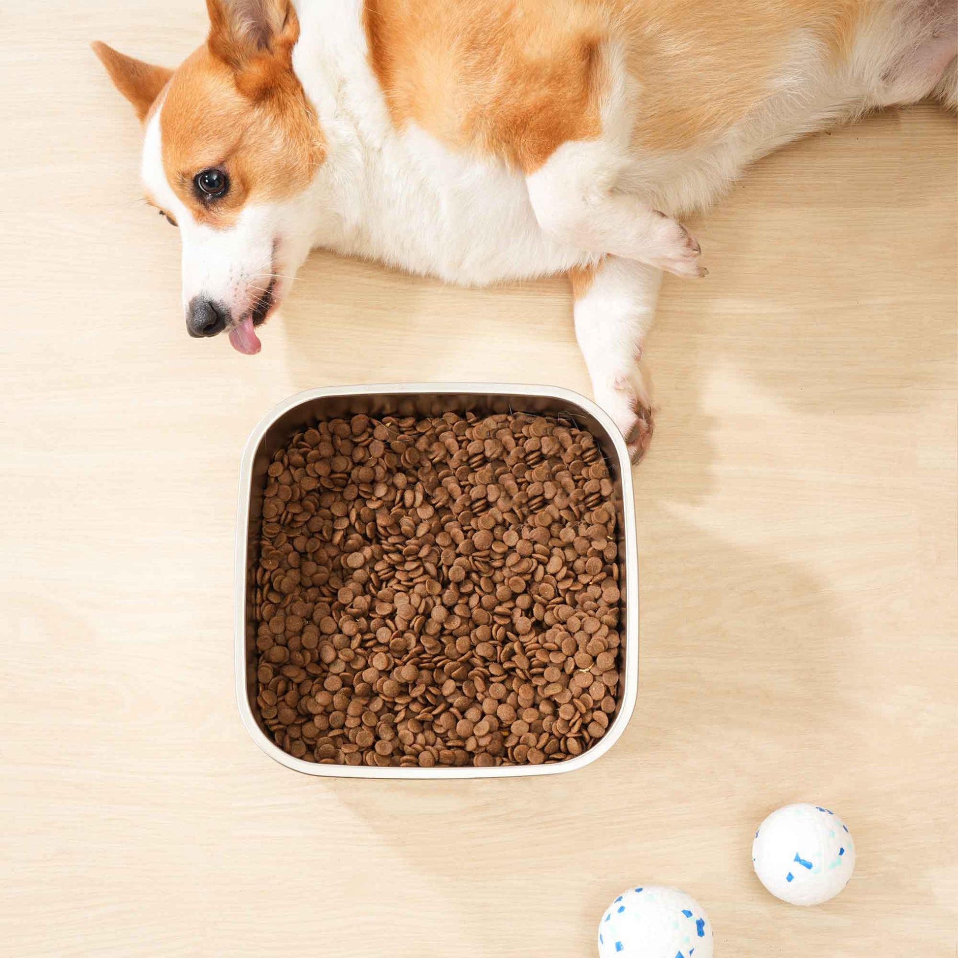 Corgi resting beside a dog food bowl filled with kibble on a wooden floor.