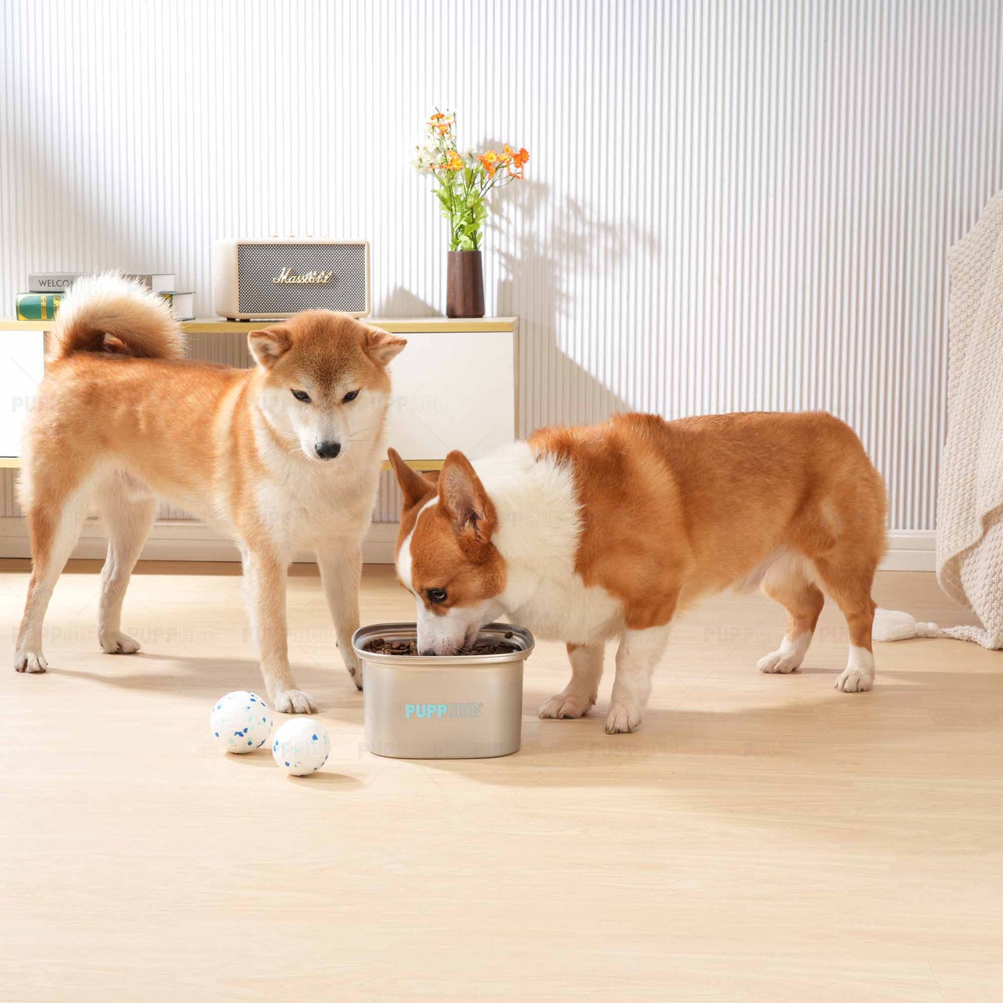 Corgi and Shiba Inu drinking from stainless steel Zero Splash dog bowl indoors.