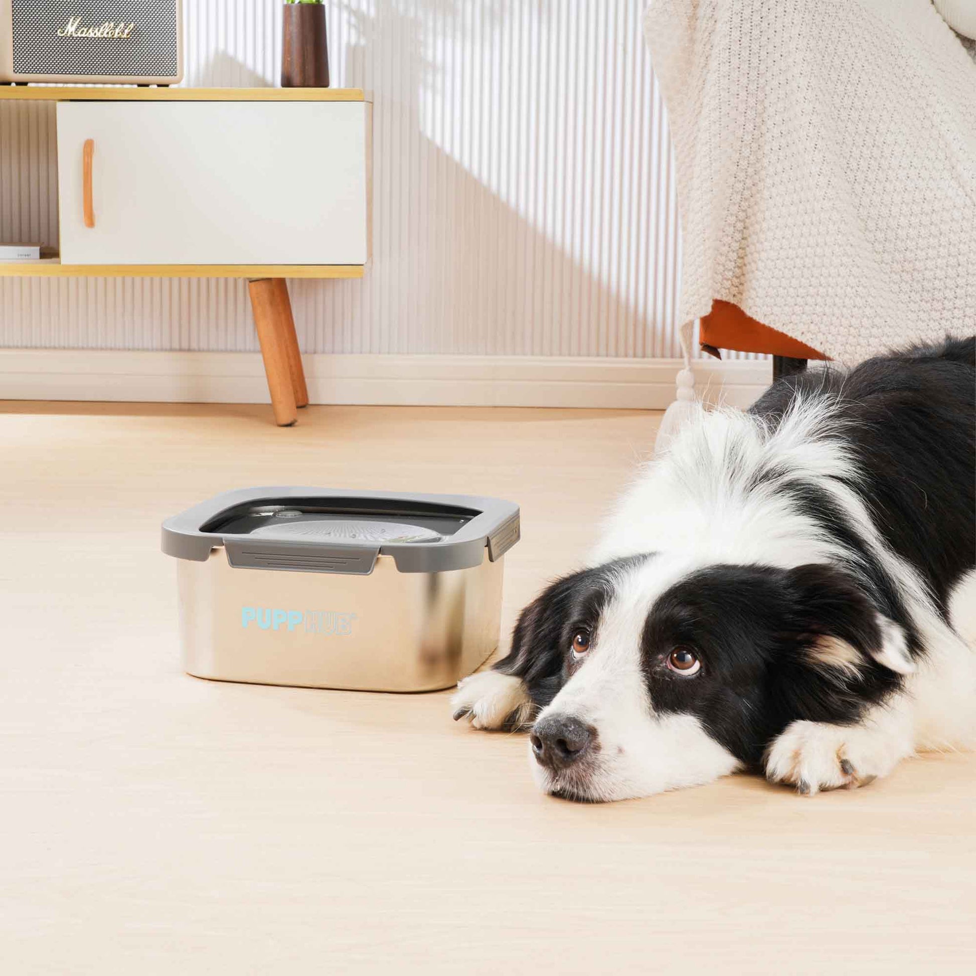 Collie lying next to the Zero Splash Lock&Lock No Spill Dog Bowl on a wooden floor.