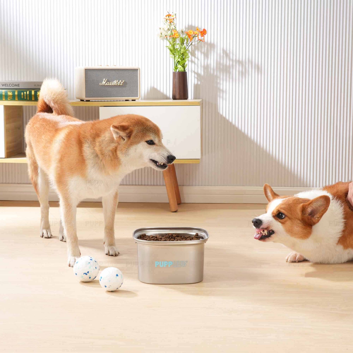 Shiba Inu and Corgi by stainless steel Zero Splash dog bowl filled with kibble.