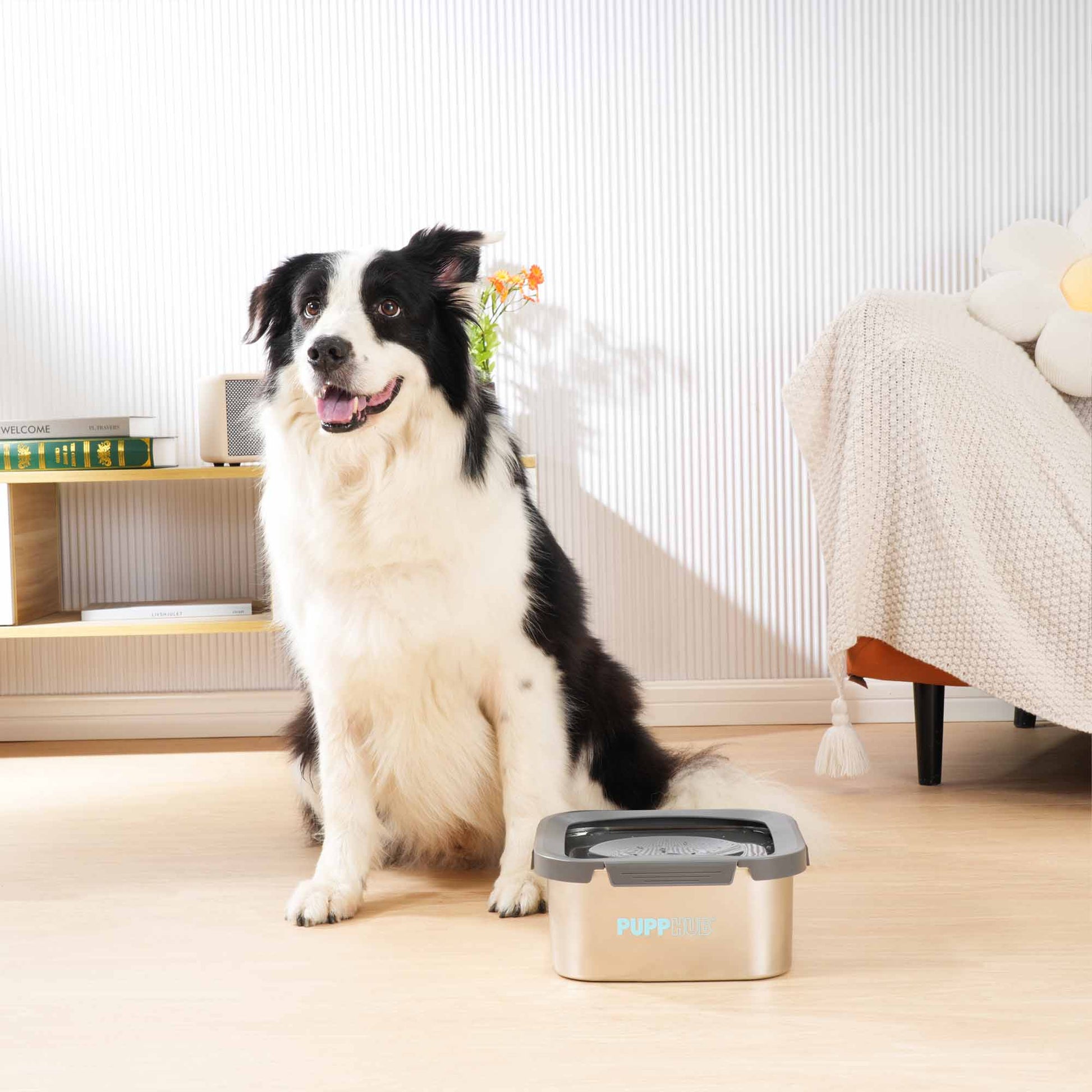 Border collie next to Zero Splash No Spill Dog Bowl in a bright living room.