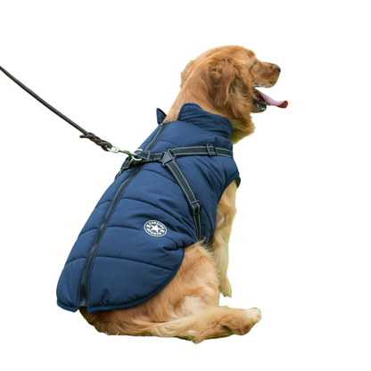 Navy blue puffer dog jacket with harness on a golden retriever