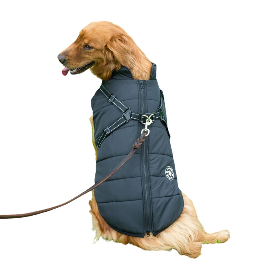 Golden retriever wearing a navy puffer jacket with a built-in harness