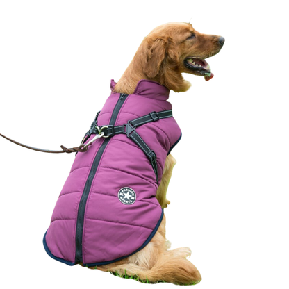 Golden retriever in a purple quilted winter jacket with harness outdoors