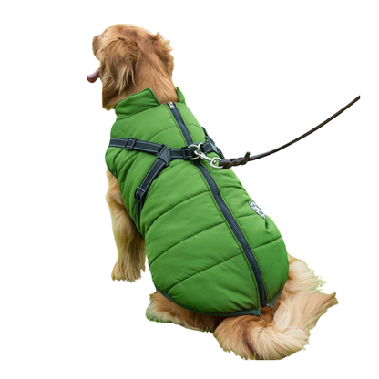 Green winter dog jacket with built-in harness on a golden retriever