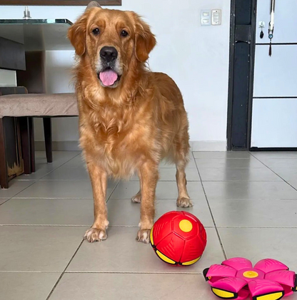 Golden retriever with red and pink Flippit interactive dog toys for active play.