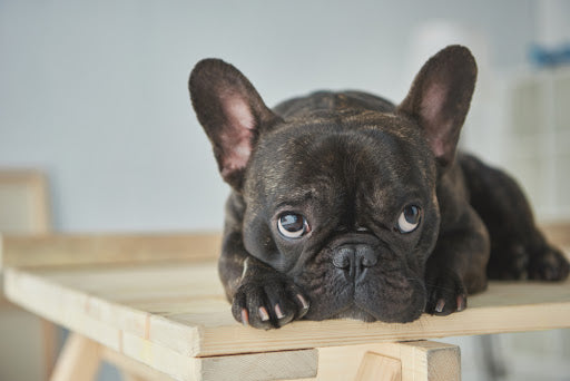 How to Choose the Perfect Bowl for Flat-Faced Dogs