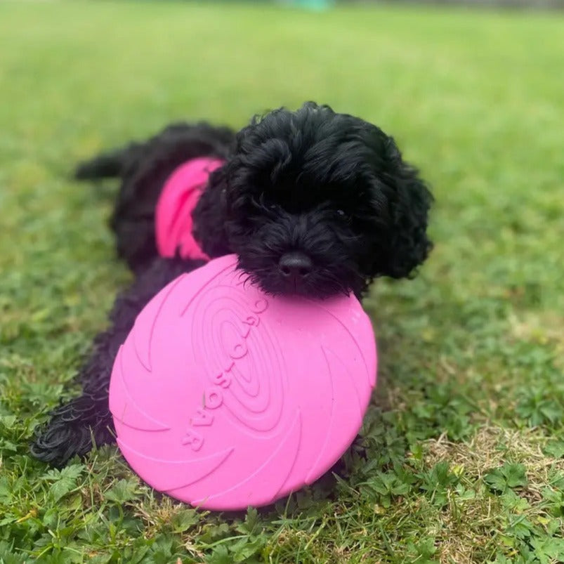 Black dog relaxing with a pink Rubber Pupp Frisbee on green grass